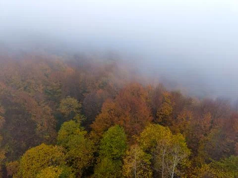 A dense autumn forest rises into thick drifting fog from an aerial view Stock Photos