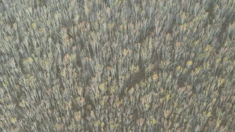 Dense Autumn Forest Viewed From Above in Inner Mongolia, China Stock Footage 344035765