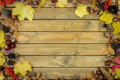 Dense Autumn Frame with Mixed Fall Foliage, Pinecones, Acorns and Berries.. Stock Photos