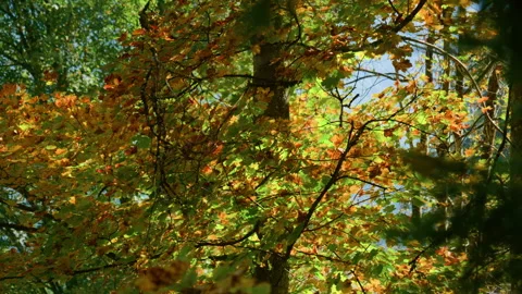 Dense Autumn Mountain Forest with Yellow, Orange and Green Leaves Stock Footage 320044087