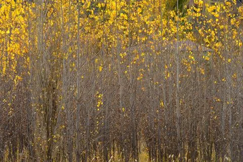 Dense Autumn Tree Pattern with Yellow Leaves Stock Photos