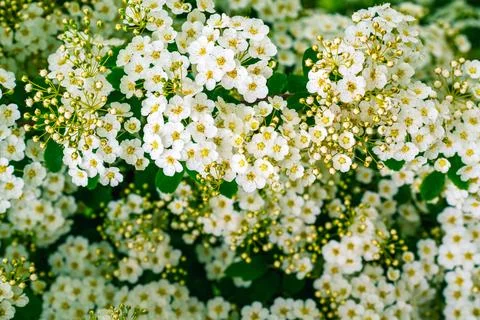 Dense background of blooming white spiraea branches with delicate flowers a.. Stock Photos
