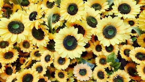A dense background of vibrant yellow artificial sunflowers. The close-up vi.. Video stock 344029685