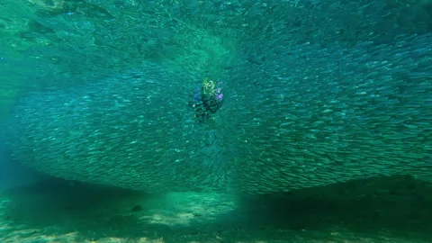Dense bait ball glitters in sunshine, female snorkeler in wetsuit swims out Stock Footage 336485370