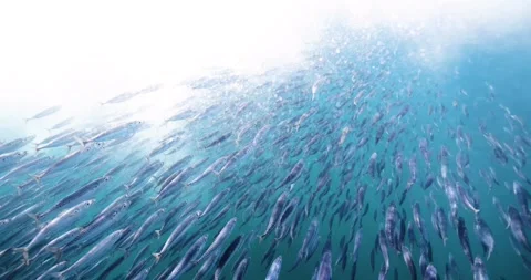 Dense Bait Ball of Small Fish Swirling Underwater Stock Footage 341639465