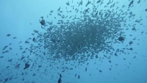 Dense ball of redtooth triggerfish in open water Stock Footage 327582240