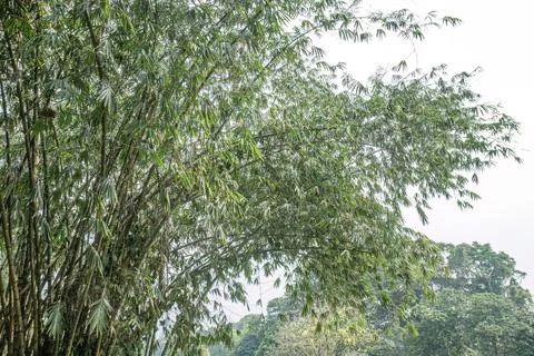 Dense Bamboo Canopy with Leaf Texture Stock Photos