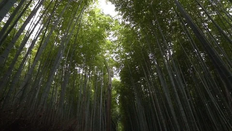Dense bamboo forest Vidéo 79399823
