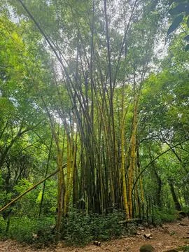 Dense Bamboo Forest Stock Photos