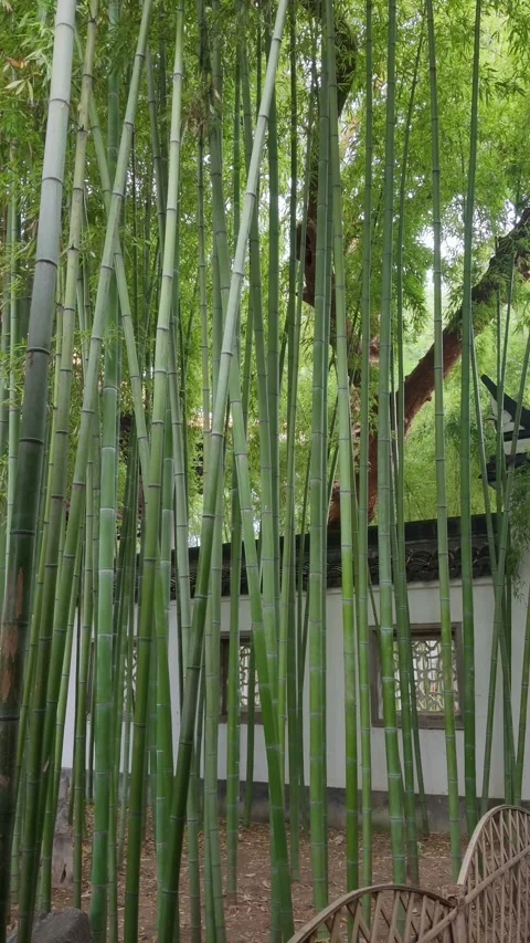 Dense Bamboo Grove Beside A Whitewashed Garden Wall Stock Footage 346385396