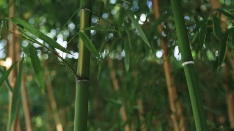 A dense bamboo grove captivates with its unique beauty. Stock Footage 251728509