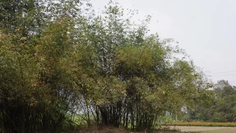 Dense Bamboo Grove 库存影片 333919572
