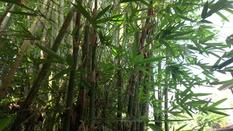 Dense bamboo grove sways gently in the wind Stock-Footage 337982364