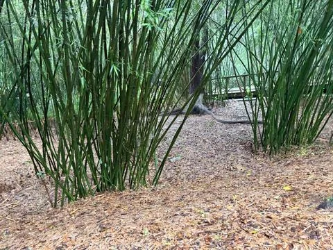 Dense Bamboo Grove in Tranquil Forest Setting Stock-Fotos