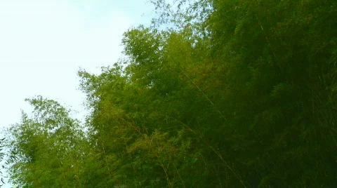 Dense bamboo growth Stock Footage 358055