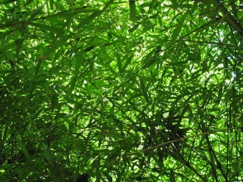 Dense bamboo leaf foliage Stock Photos