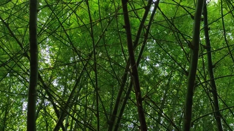 Dense Bamboo Leaves and Stems Seen from Ground Level Stock Footage 334854666