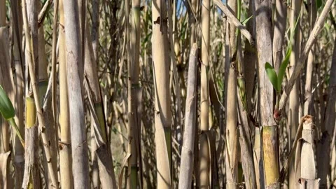 Dense bamboo stems and leaves in warm sunlight Video stock 336394226