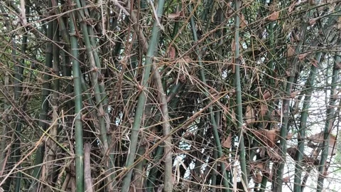 Dense Bamboo Thicket with Tangled Branches Vídeos de archivo 343988475