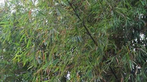 Dense bamboo tree leaves pattern forming lush green foliage backdrop in nat.. Stock Footage 344752214
