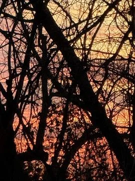 Dense Bare Branches Against Deep Orange Sunset 写真素材