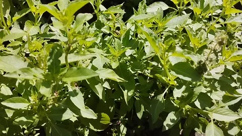 The dense basil plants are very beautiful Stock Footage 229537693