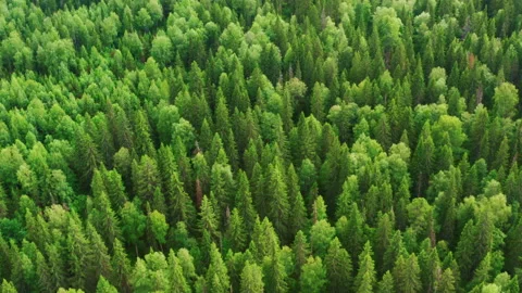 Dense beautiful mixed forest in the summer Video stock 159672757