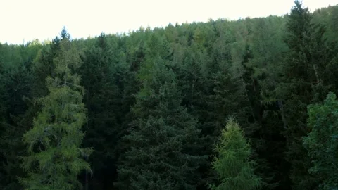 Dense beautiful mountain pine trees. Mountain landscape. Panning 4K Stock Footage 165732147