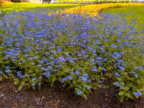A dense bed of brilliant blue forget-me-not flowers in the foreground Stock Photos