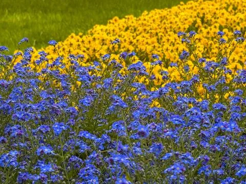 A dense bed of brilliant blue forget-me-not flowers in the foreground Stock Photos