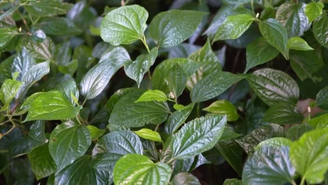 A dense bed of glossy, heart-shaped wild betel leaves (Piper sarmentosum) Stock Footage 344709064