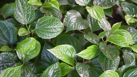 A dense bed of glossy, heart-shaped wild betel leaves (Piper sarmentosum) Stock Footage 344709118