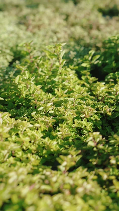 Dense bed of small green leafy plants in sunlight Vídeos de archivo 317078616