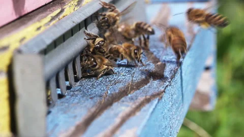 Dense Bee Cluster At Comb Entrance Stock Footage 342022674