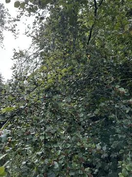 Dense beech branches covered with ripening seed husks and glossy green leaves Stock Photos
