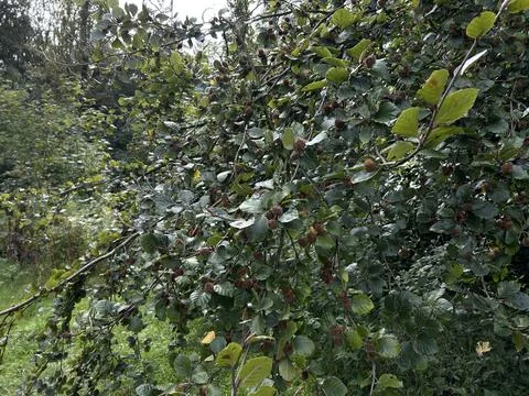 Dense beech branches with green leaves and brown seed clusters hanging over Stock Photos