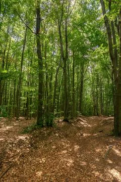 Dense beech forest in summer Stock Photos