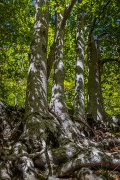 Dense beech forest with tall trees. Stock Photos