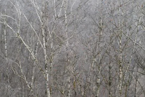 Dense birch branches form repeating pattern across winter landscape, layered  Foto stock