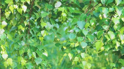 Dense birch canopy with layered green leaves, thin reddish twigs, and soft dayli Stock Footage 342053129