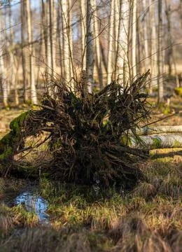 Dense birch forest with fallen trees. Stock Photos