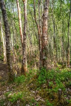 Dense birch forest floor with moss Stock Photos