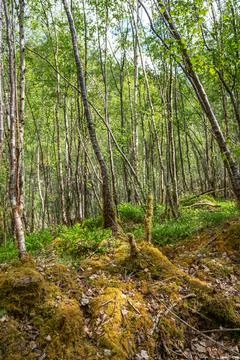 Dense birch forest floor with moss Stock Photos