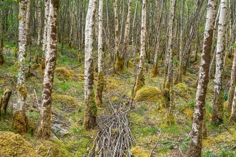 Dense birch forest floor with moss Stock Photos