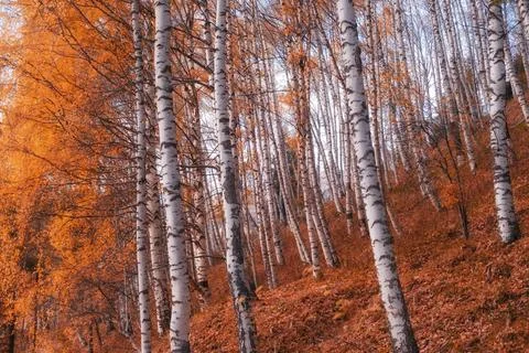 Dense birch forest grove on a mountain slope with white tree trunks and brigh Stock Photos