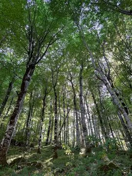 Dense birch forest on the hillside. View from the bottom upwards Foto stock