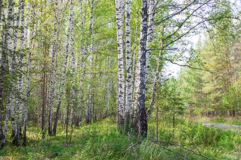 A dense birch forest with sunlight filtering through its canopy, creating an Stock Photos