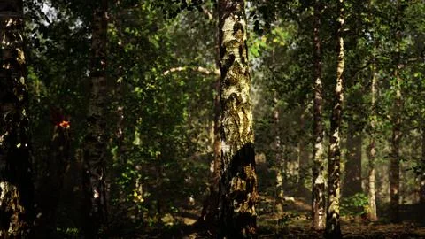 A dense birch forest with towering trees Stock Illustration