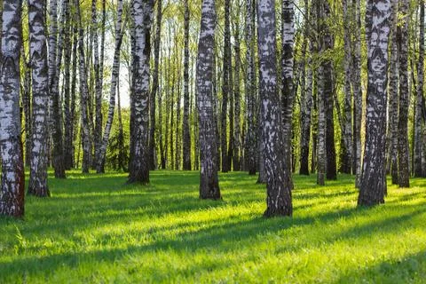 Dense Birch Tree Forest In Bright Sunlight.   스톡 사진