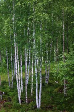 Dense birch trees forest Stock Photos